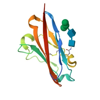 Anticorpo policlonale coniglio anti-B7-H4 / B7S1 / B7x per WB, ELISA - Q7Z7D3