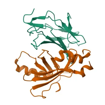 RUNX1 Rabbit Polyclonal Antibody for WB, IF/ICC, IHC-P, ELISA - Q01196