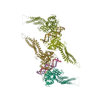 Anticorpo policlonale coniglio Anti-Fosfo-STAT1 (S727) per WB, IHC-P, IF/ICC, ELISA - P42224