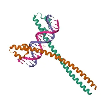 Anti-MAFA Polyclonal Antibody for WB and ELISA - Q8NHW3