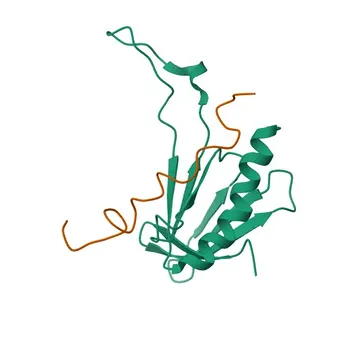 Anti-KLF1 Rabbit Polyclonal Antibody for WB, ELISA - Q13351