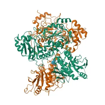 Anticorpo policlonale anti-EXT2 per WB, IF/ICC, ELISA - Q93030
