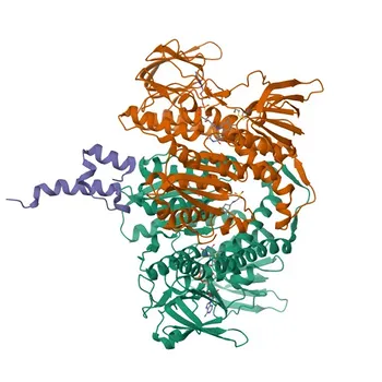 Anticorpo Policlonale di Coniglio Anti-DBT per WB, IHC-P, IF/ICC, ELISA - P11182