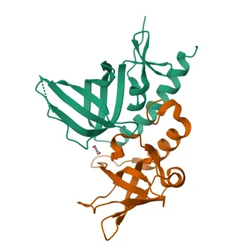 Anti-RPA2 Polyclonal Antibody for WB, IHC-P, IF/ICC, ELISA - P15927