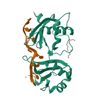 Anti-U2AF2/U2AF65 Polyclonal Antibody for WB, IF/ICC, IP, ELISA - P26368