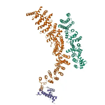 Anti-TELO2 Rabbit Polyclonal Antibody for WB, ELISA - Q9Y4R8