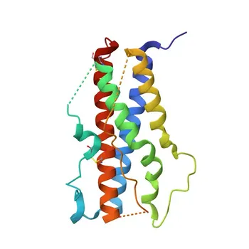 Anticorpo policlonale anti-Lattogeno placentare (CSH1) per IHC-P, ELISA - P0DML2