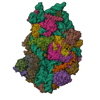 Anticorpo Policlonais Anti-PNO1 para WB, ELISA - Q9NRX1