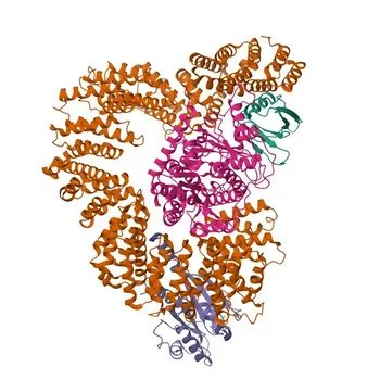 Anticorpo Policlonale Anti-TBCE per IF-P e ELISA - Q15813