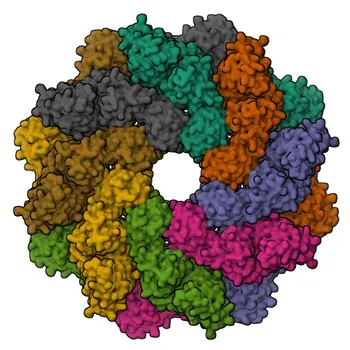 Anticorpo policlonale anti-SARM1 per WB, IP, ELISA - Q6SZW1