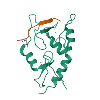 Anticorpo policlonal de coelho anti-ATRX para IF-P e ELISA - P46100