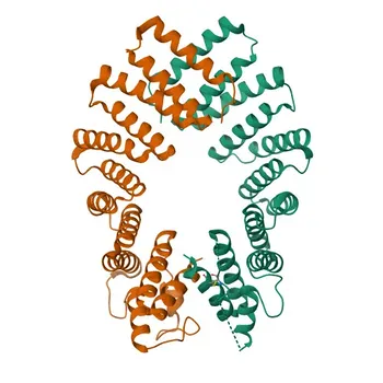 Anticorpo policlonale coniglio Anti-KLC2 per WB e ELISA - Q9H0B6