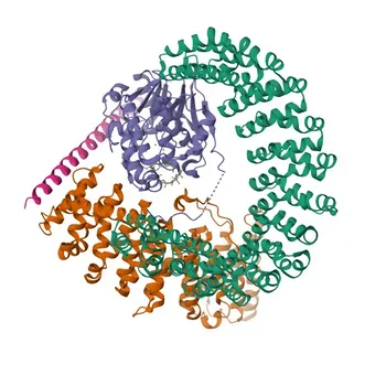 Anticorpo policlonale rabbit anti-SGOL1 per WB, IF/ICC, ELISA - Q5FBB7