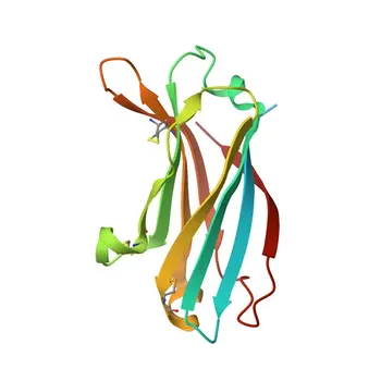 Anticorpo policlonale di coniglio anti-WWC1 (KIBRA) per WB, IHC-P, ELISA - Q8IX03