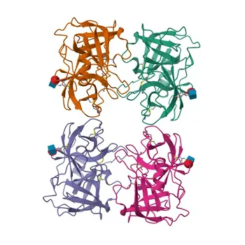 Anti-Proteinase 3/PR3 Rabbit Polyclonal Antibody for WB, ELISA - P24158