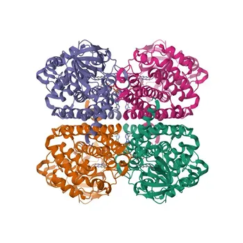 Anticorpo Policlonal de Coelho Anti-Isovaleryl-CoA Desidrogenase (IVD) para WB, ELISA - P26440