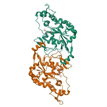 Anti-HS3ST3A1 Rabbit Polyclonal Antibody for WB, ELISA - Q9Y663