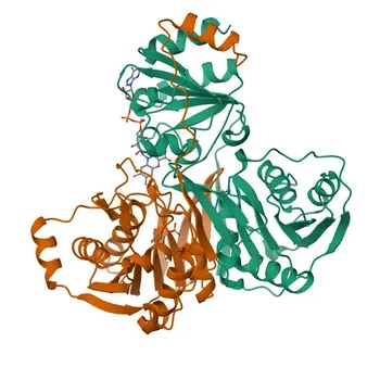 Anti-ETFB Rabbit Polyclonal Antibody for WB, IF/ICC, ELISA - P38117