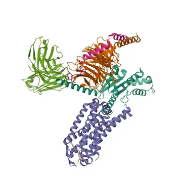 Anti-CCKAR (CCK1-R) Rabbit Polyclonal Antibody for WB and ELISA - P32238