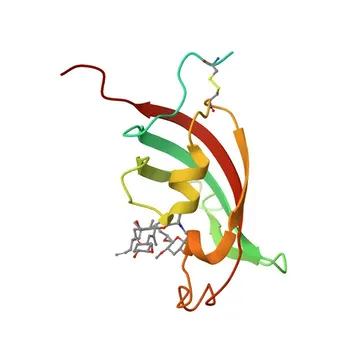 Anti-FKBP2 Rabbit Polyclonal Antibody for WB, ELISA - P26885