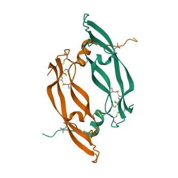 Anticorpo policlonale coniglio anti-PLGF per WB, IF-P, ELISA - P49763