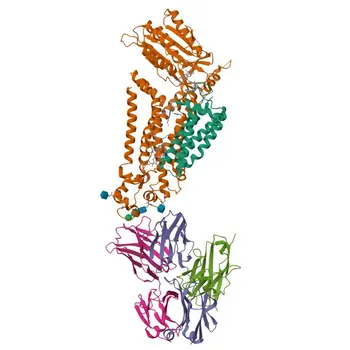 Anticorpo Policlonais Anti-NOX2/gp91phox para WB, IHC-P, IF/ICC, ELISA - P04839