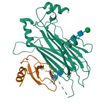 CCL7 Rabbit pAb for WB, ELISA - P80098