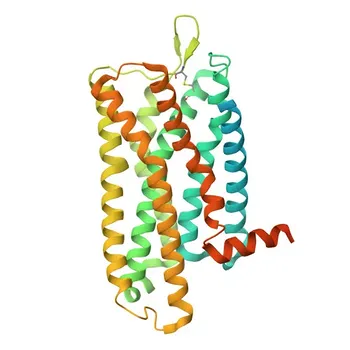 Anticorpo policlonale di coniglio anti-recettore oppioide Mu (MOR) per WB, IF-P, IHC-P, ELISA - P35372