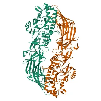 Поликлональные антитела к PADI4 для WB, IHC-P, ELISA - Q9UM07