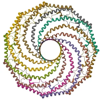 Anti-Phospho-Caveolin-1-Y14 Kaninchen-Polyklonaler Antikörper für WB und ELISA - Q03135