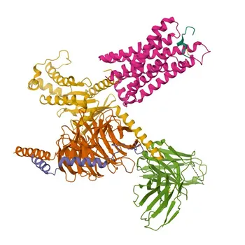 Anticorpo Policlonico de Coelho Anti-PENK para WB, IF-P, ELISA - P01210