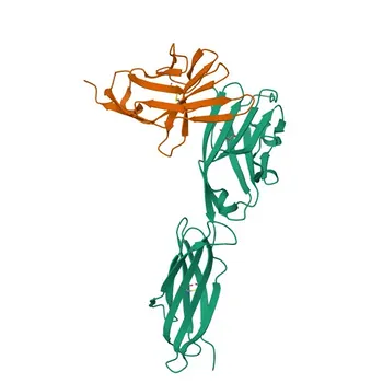 Anticorpo Policlonale Anti-PD-1/CD279 per WB, IF-P, ELISA - Q02242