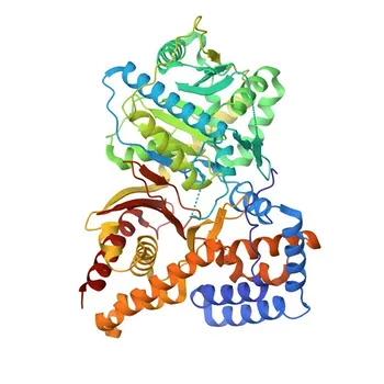 Anti-CHAT Rabbit Polyclonal Antibody for WB, IHC-P, ELISA - P28329