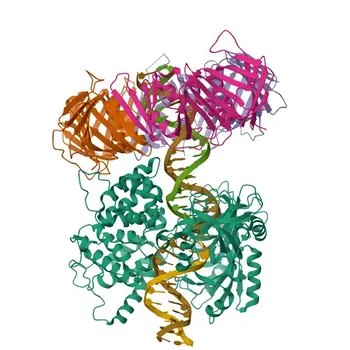Anticorps polyclonal de lapin anti-LIG1 pour WB, IF/ICC, ELISA - P18858