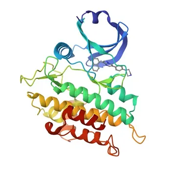 Anticorpo policlonale di coniglio anti-ACVRL1/ALK1 per WB ed ELISA - P37023