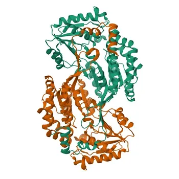 Anticorpo policlonale coniglio ALDH3A2 per WB, IF/ICC, ELISA - P51648