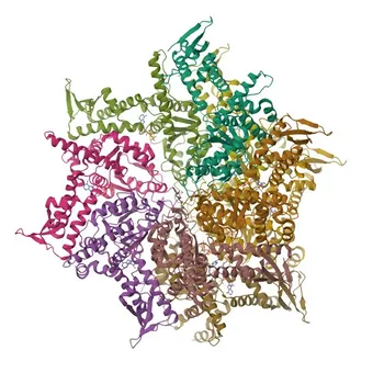 Anticorpo policlonale anti-CLPB da coniglio per IHC-P, ELISA - Q9H078