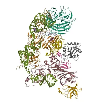 Anti-DKC1 Polyclonal Antibody for IHC-P, IF/ICC, ELISA - O60832