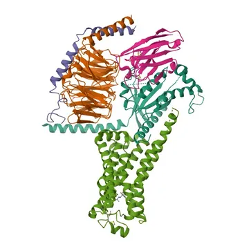 Anticorps polyclonal de lapin anti-récepteur adrénergique β1 pour WB, ELISA - P08588