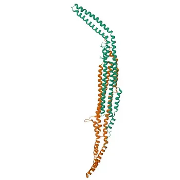 Anti-PACSIN2 Rabbit Polyclonal Antibody for WB, ELISA - Q9UNF0