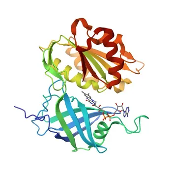 Anti-CYB5R3 Polyclonal Antibody (KD Validated) for WB and ELISA - P00387