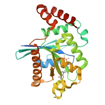 Anticorpo Policlonale Anti-GIMAP1 per WB, ELISA - Q8WWP7