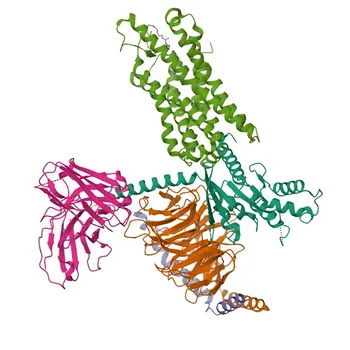Anti-FPR2 Rabbit Polyclonal Antibody for IF/ICC and ELISA - P25090