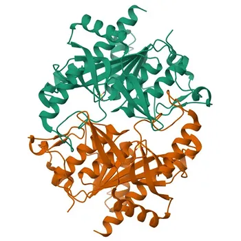 Anticorpo Monoclonal Coelho Anti-UPP1 para WB, ELISA - Q16831