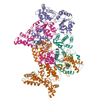 Anticorpo policlonale anti-ORC2 per WB, ELISA - Q13416