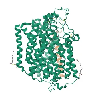 Anticorpo Policlonale di Coniglio Anti-SLC5A2 per WB, IF, IHC, ELISA - P31639