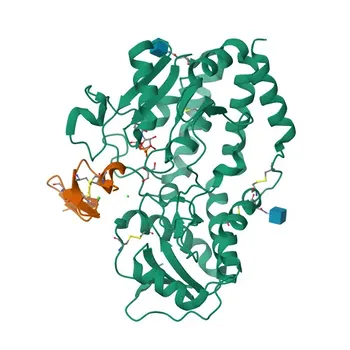 Anticorpo policlonale coniglio anti-POGLUT1 per WB, IF/ICC, ELISA - Q8NBL1