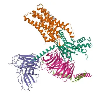 Anti-CHRM1 Polyclonal Antibody for WB, IF/ICC, ELISA - P11229