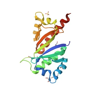 Anti-IGF2BP2/IMP2 Rabbit Polyclonal Antibody for WB, IF, ELISA - Q9Y6M1