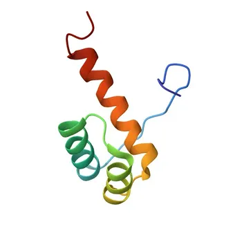Anti-GSC Monoclonal Antibody for WB, ELISA - P56915